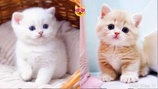 Adorable Kitten Moments 🐾 | Live • Cute& Naughty Part 1