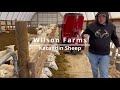 Wilson Farms / Katahdin Sheep