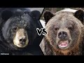 BLACK BEAR VS BROWN BEAR Who Would Win A Fight
