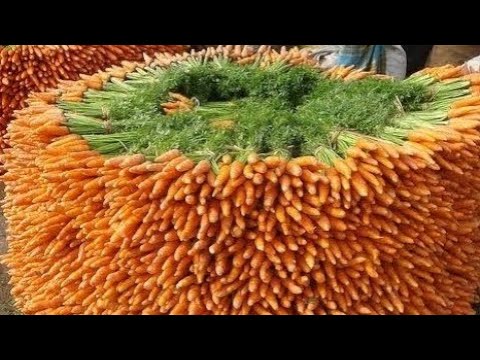 Harvest Fresh Carrot Production! Cabbage Carrot  Machine Modern agriculture