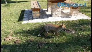 avellino-picnic-con-volpe-rossa-sul-laceno