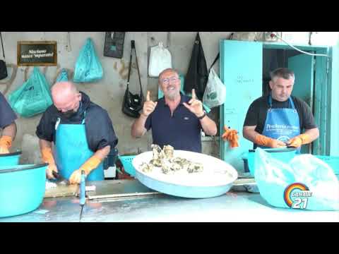 NISCIUNO NASCE 'MPARATO!   20 Ostricaro fisico