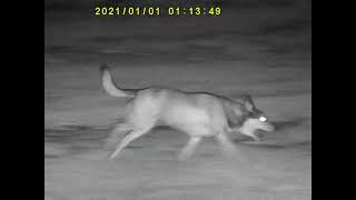 Video: Bushnell Equinox X650 5x32 Nattkikare