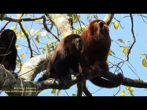 Alouatta guariba clamitans (Bugio-ruivo) por Antonio Silveira.