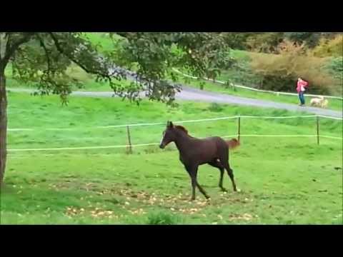 Feliciana, Stutfohlen von Floriscount / Dream of Heidelberg / Donaustrom