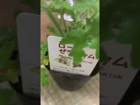 ゼラニウムをきれいに咲かせるにはどうすればいいですか？魔法の開花のヒント！  庭園