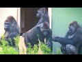 Gorilla Family Gathering During Tough Times The Shabani S Group