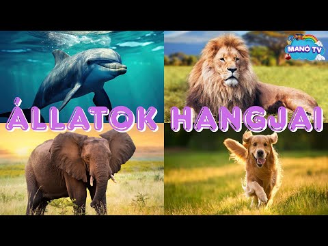 Fedezd fel az állatok csodálatos világát! Fejlesztő videó gyerekeknek #animals #animal #dolphin
