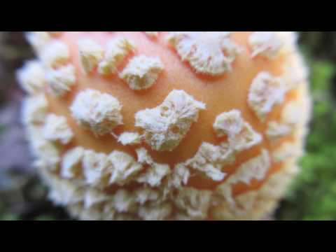 Amanita Muscaria:  Mushrooms Of Nova Scotia