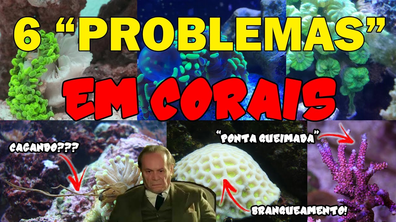 Seu CORAL está ESTRANHO??? SAIBA o que pode SER!