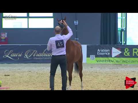 N.45 SHAHIR AL REEH - Milan 2018 - 2 Years Old Colts (Class 5)