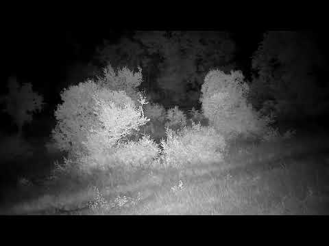 Djuma: Hyena walks from dam wall and then past the cam tree - 21:16 - 02/28/2023