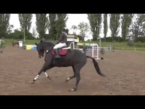 FOR SALE *2012 gelding by Sagitta - Heraldik 110cm with junior girl