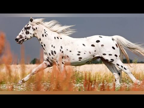 , title : 'Knabstrupper World's Number 01 HORSE Breed - short'