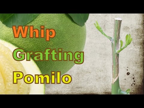 Kung gaano kadali na upang linisin ang mga gilid ng linggo Kung sa tamang diyeta sa mawala timbang