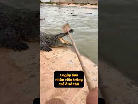 Thử thách 1 ngày làm bảo mẫu cho mấy bé cá Sấu