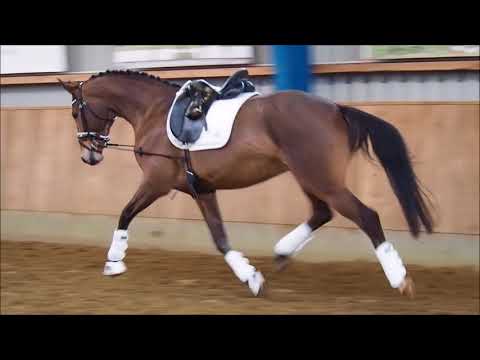 Stute v. Millenium x Rohdiamant 1,68m