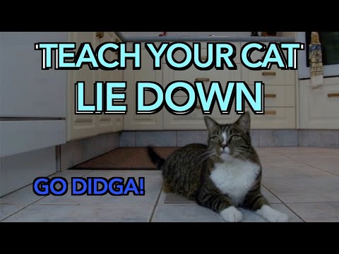 How to teach your cat to LIE DOWN