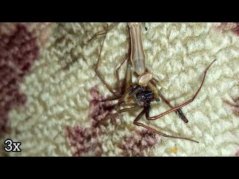 praying mantis vs giant house spider