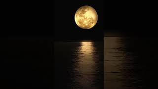 Download lagu 月の光 claude debussy -clair de lune #piano #睡眠 #作業用bgm mp3 Download lagu 月の光 claude debussy -clair de lune #piano #睡眠 #作業用bgm mp3