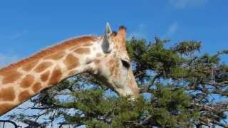 Giraffe feeding on Acacia Tree - Filmed by Greg Morgan gameplay video by saegertam, 1:19 duration