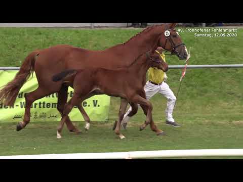 Fohlenmarkt Fronhofen - KN 13 Ivory von Schlösslihof - Chambertin