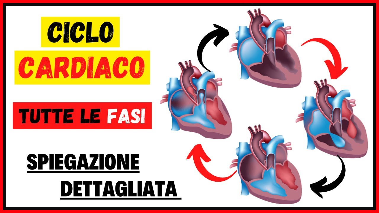 Tutte le fasi dettagliate del ciclo cardiaco: Sistole e Diastole