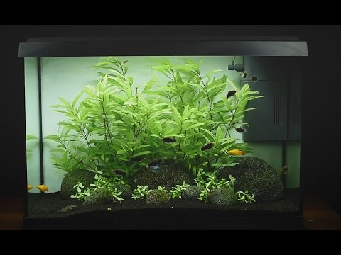 Juwel Aquarium Primo 70 LED Einrichtungsbeispiel / Tutorial