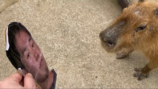 カピバラ vs 野獣先輩