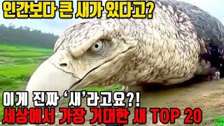 Download lagu 인간보다 큰 새가 실제로 존재합니다 | 세상에서 가장 거대한 새 TOP 20 mp3