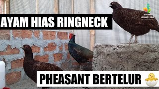 Download lagu Ayam Hias Ringneck Pheasant Hijau Bertelurr 🐣 mp3 Download lagu Ayam Hias Ringneck Pheasant Hijau Bertelurr 🐣 mp3