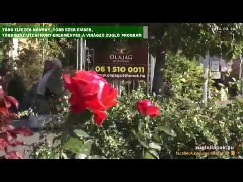 Eredményes a Virágzó Zugló Program (Zuglói Média)