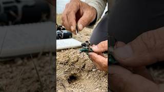 POV besouro tigre: explorando uma toca subterrânea escondida