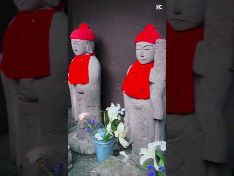 比較文化学科 弘明寺商店街をご紹介！#shorts  #弘明寺 #かんのん通り商店街 #弘明寺商店街 #下町 #門前町 #弘明寺観音 #アーケード #桜まつり