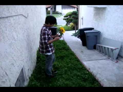 Love Light KMV 4H 2011