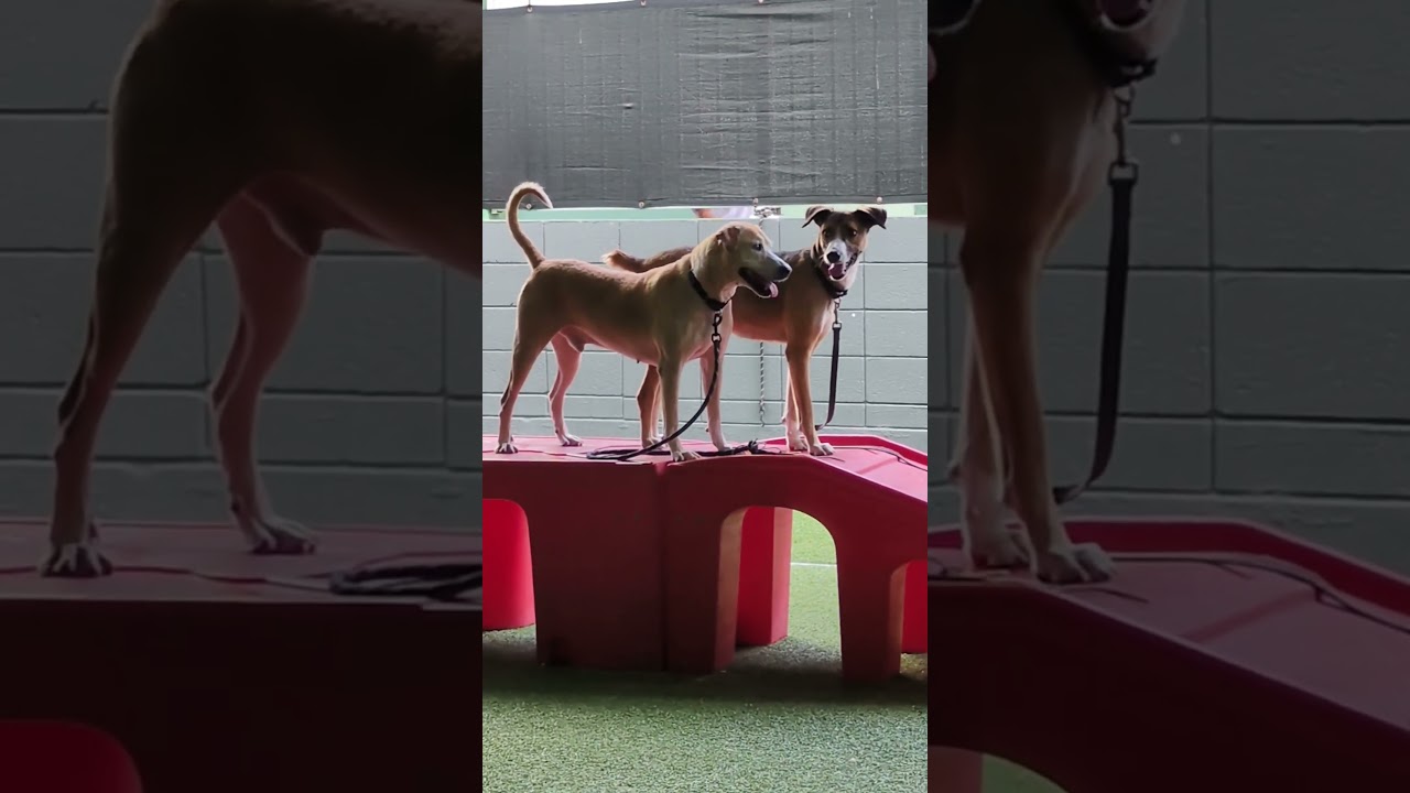 Enlarge Pops, a Adoptable Mixed Breed in Jupiter, FL video 6/6