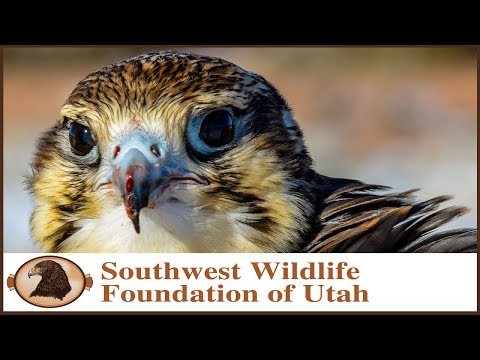 Falconry | Prairie Falcon Training Pt. 5 | Free Flying!