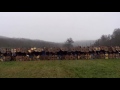Viking Shield Wall