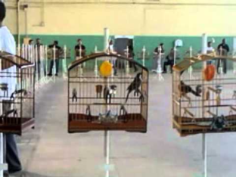 TRINCA FERRO FRISADO EM MOGI DIA 04/08/2013