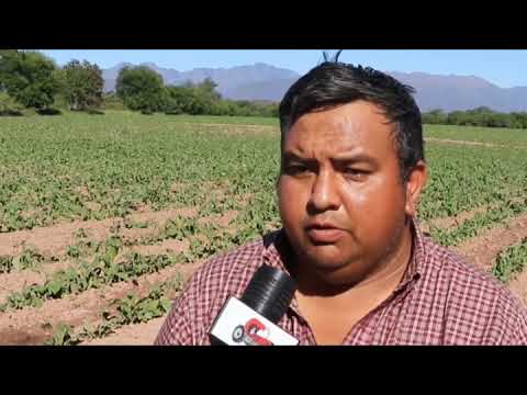 Chicoana: Granizada provocó grandes pérdidas en tabacaleros