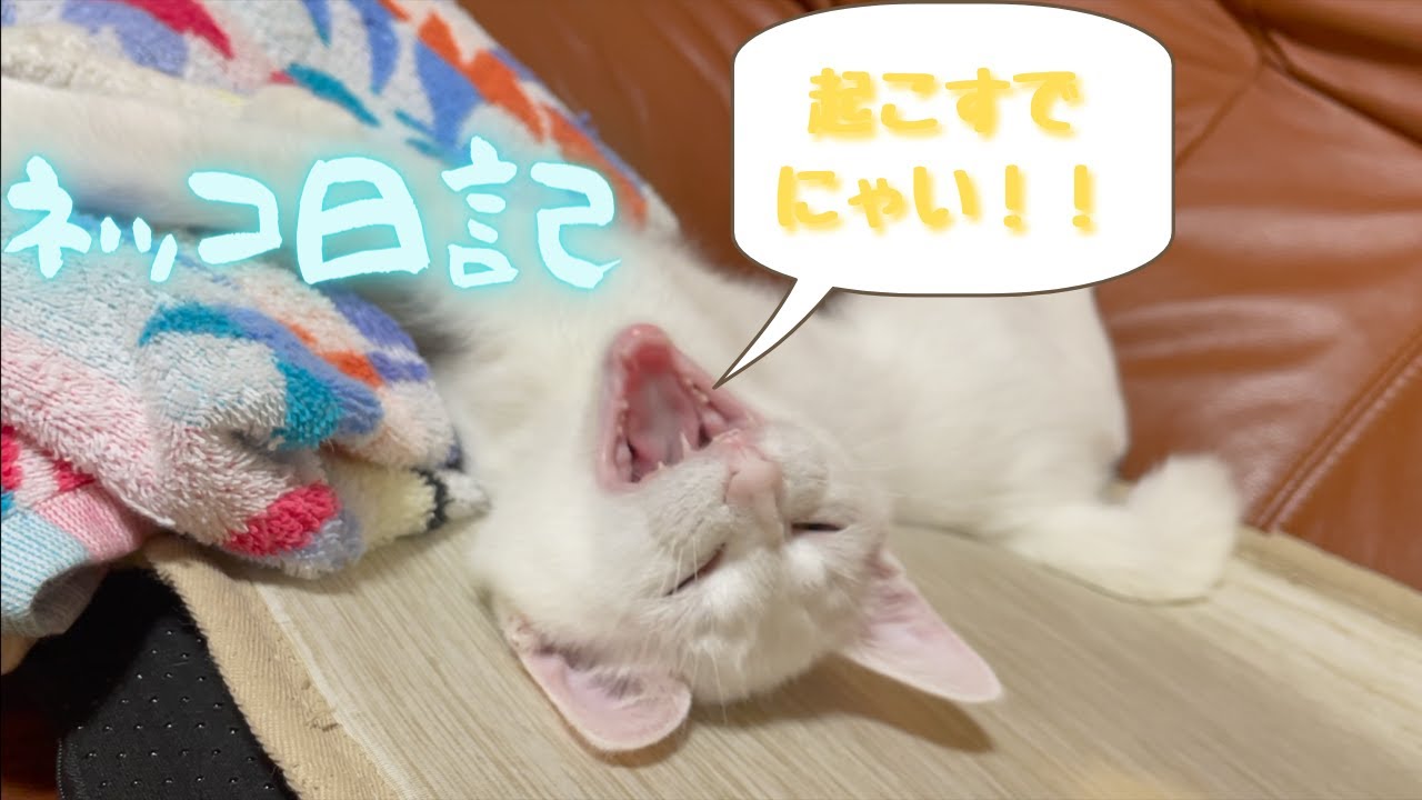 【ネッコ日記10】わが家の猫ちゃんとコロナについて語ります！