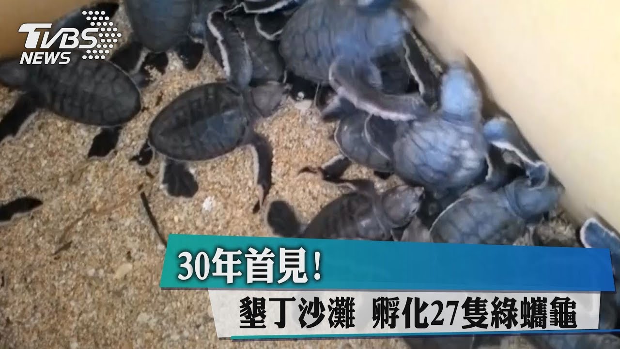 30年首見! 墾丁沙灘孵化27隻綠蠵龜