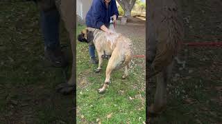 Video preview image #1 Mutt Puppy For Sale in Goodyear, AZ, USA