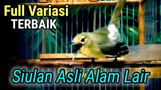 Download lagu Sirtu Gacor full Variasi mewah,dengan siulan khas alam liar. mp3