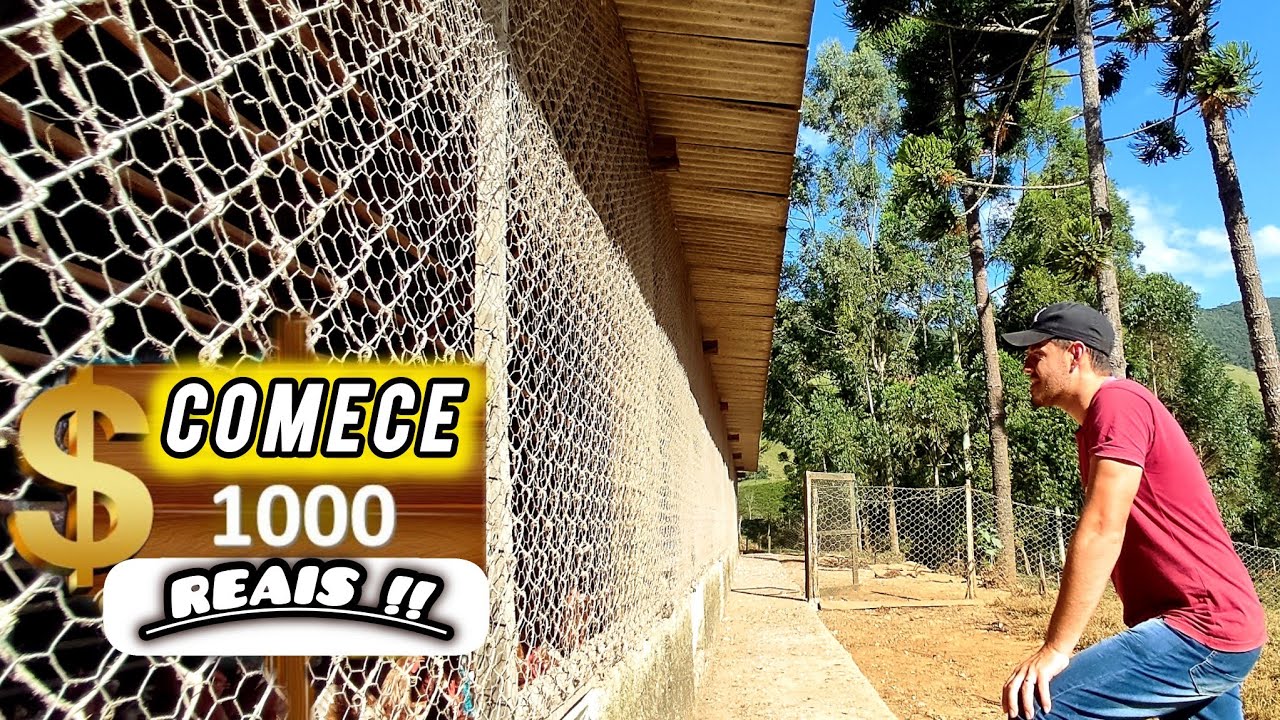 Como Iniciar Sua Criação de Galinhas com Apenas R$1000! 💲💲💲
