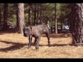 Dogo Canario - Dogo Canario Caren de la Isla de los Volcanes