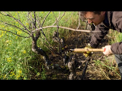 Pruning a Damaged Old Vine