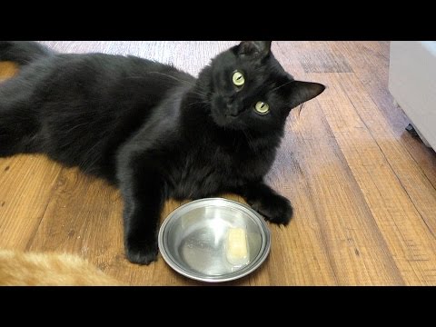 How To Make Popsicles For Cats! - YouTube