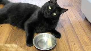 How To Make Popsicles For Cats!