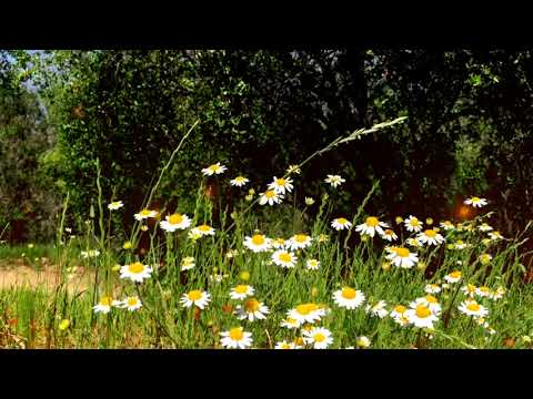 Jorge Herrera - La Luz Retorna a la Tierra